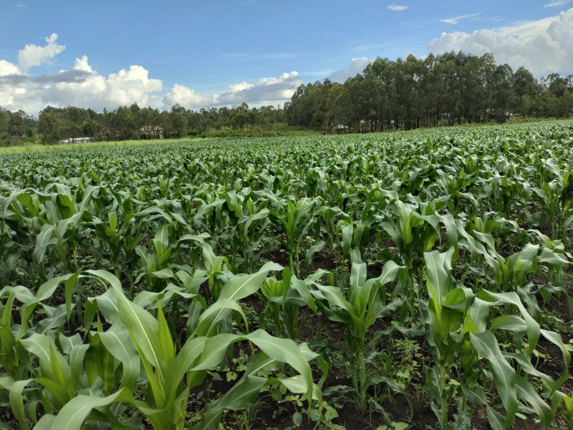 Ke Devries team working with farmers