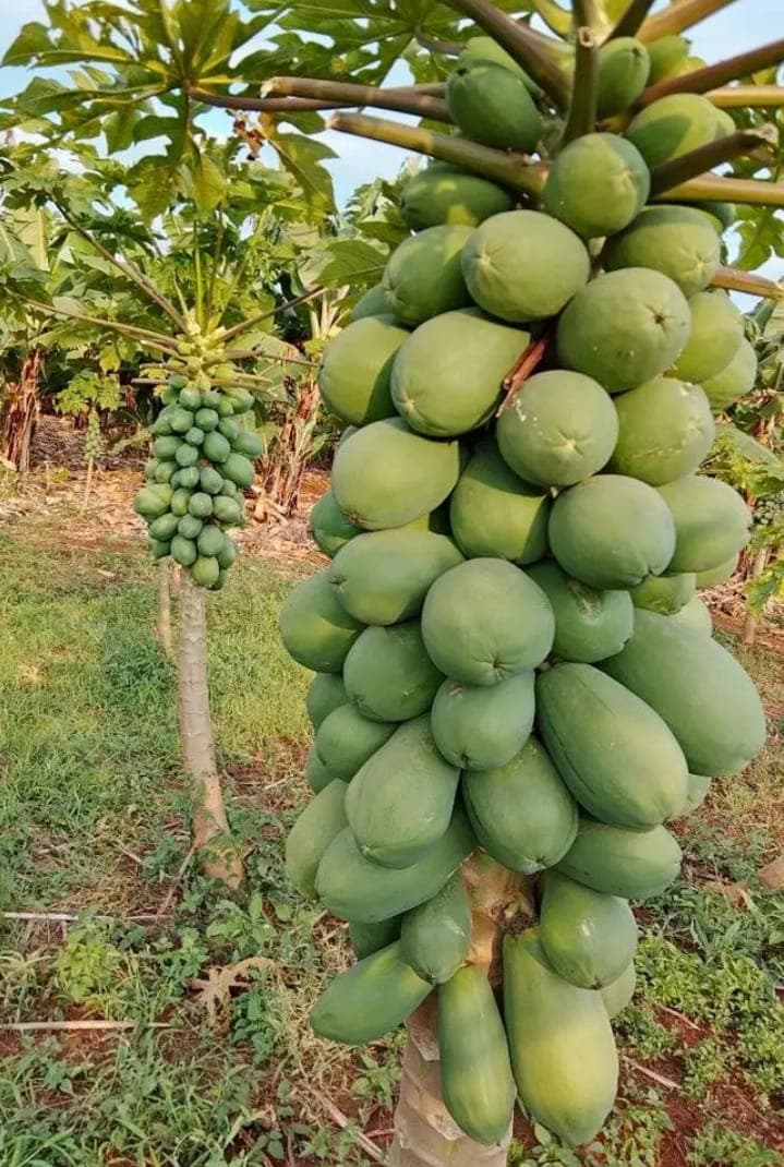 Mature fruit trees providing shade and income in integrated farming system