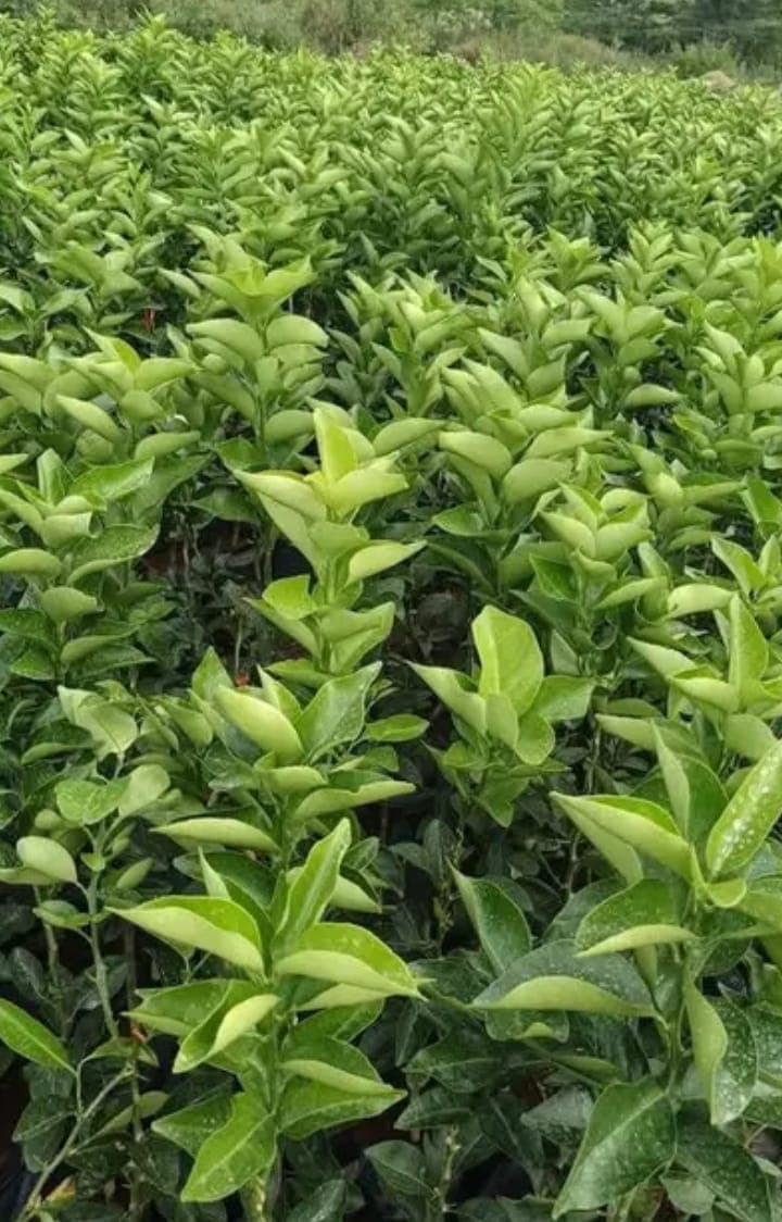 Aerial view of Lake Victoria Basin with farmers working in agroforestry plots