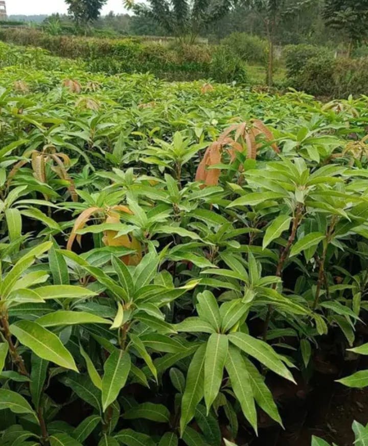 Aerial view of transformed agroforestry landscape