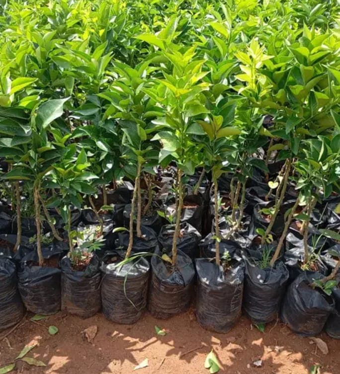Farmer tending to tree nursery with young seedlings