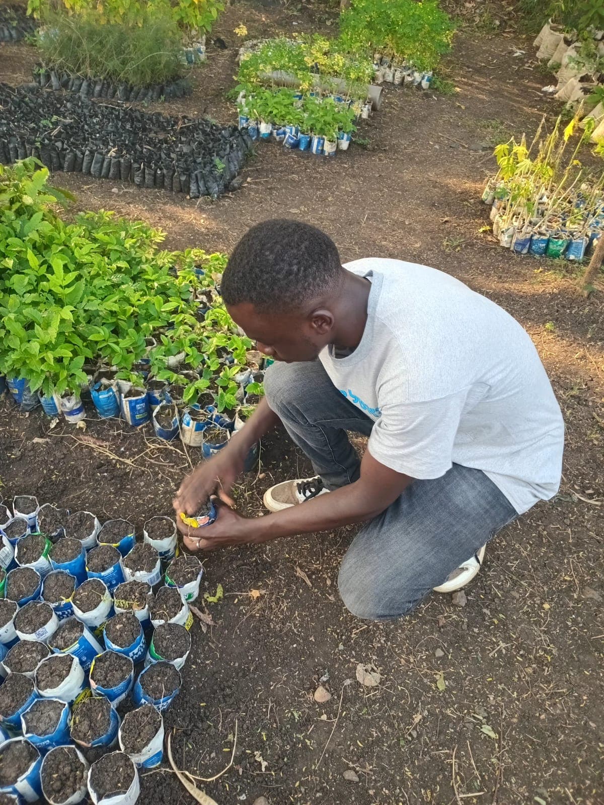 Young farmers working in integrated agroforestry plots with mixed crops and trees