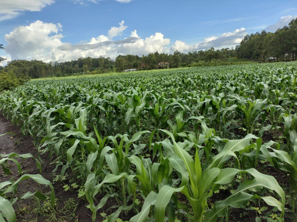 Thriving farms in Lake Region